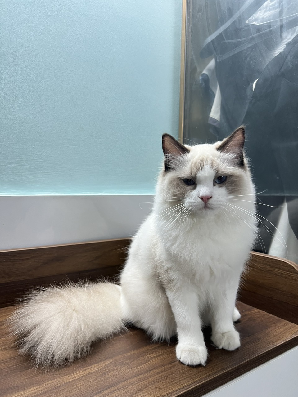 ILsa of Cheshire House